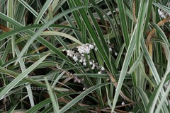 Ophiopogon jaburan